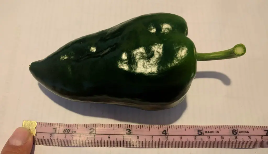 Poblano pepper from my first plant
