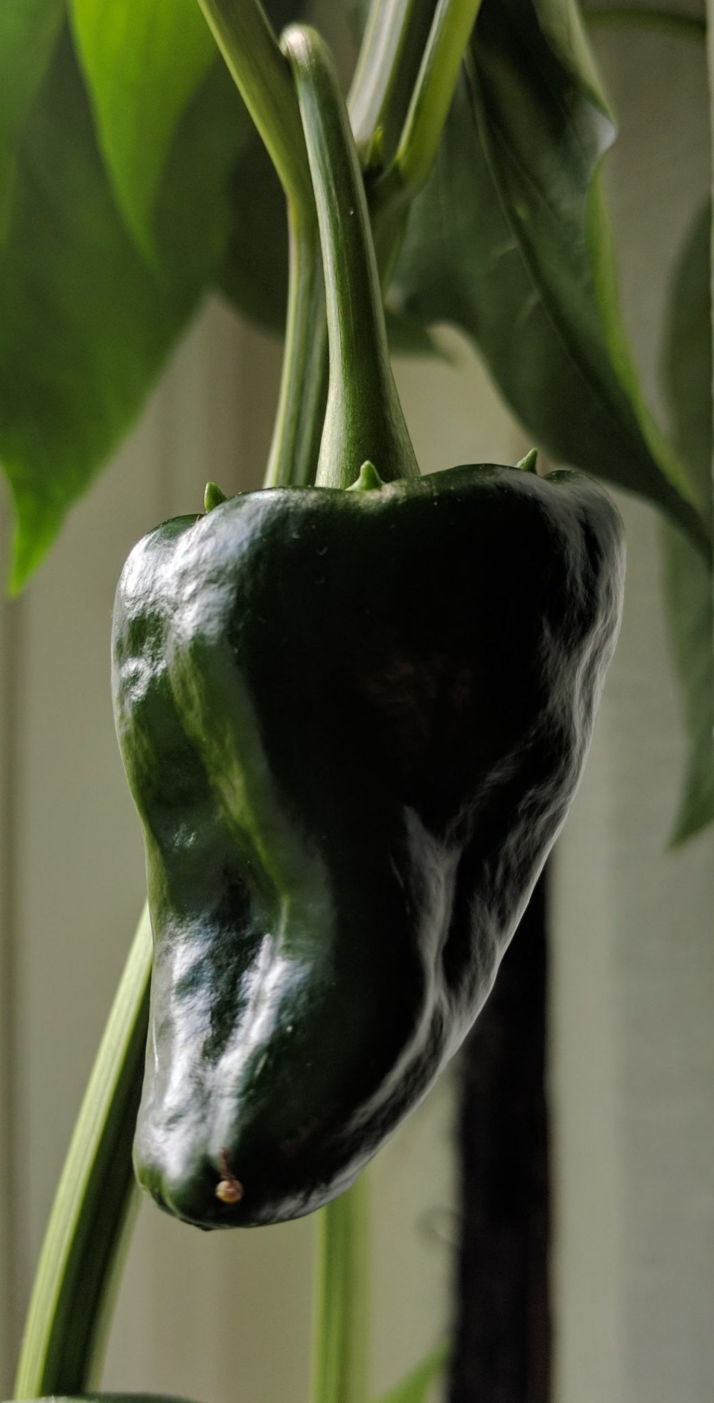 A nice chili pepper soon ripen