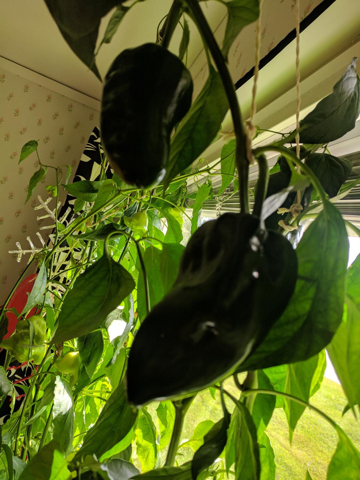 Poblano pods growing big