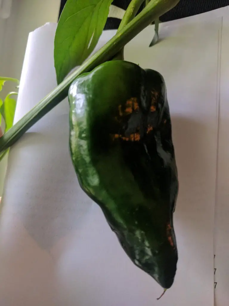 Huge poblano chili pepper 