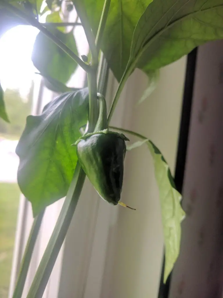 Poblano green pepper growing indoor