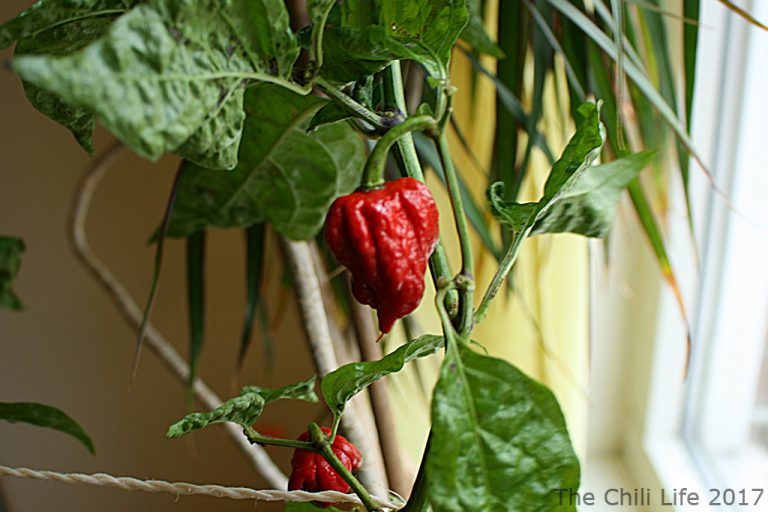 Growing Chili Carolina Reaper Chocolate • The Chili Life