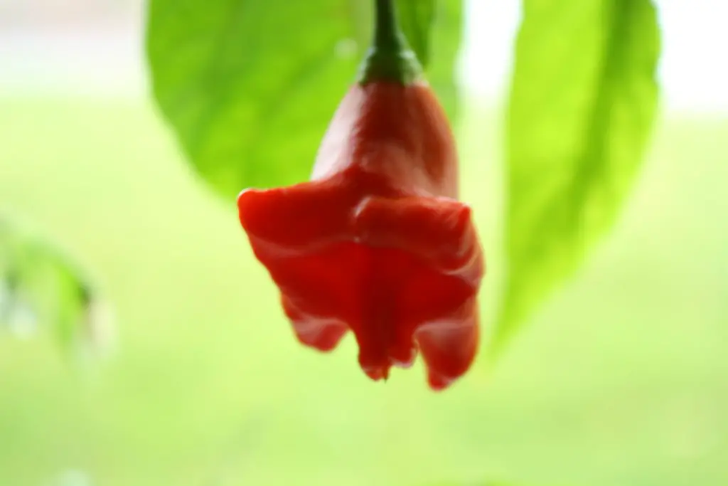 A bell pepper