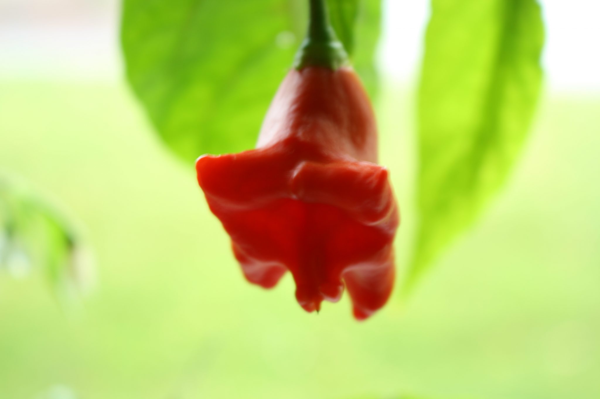 Growing Chili Intensely Red Jamaican Bell Peppers • The Chili Life