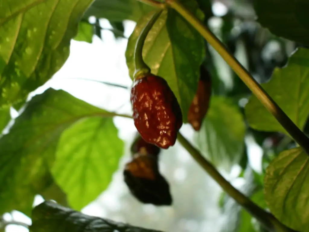 Growing Apocalypse Scorpion Peppers