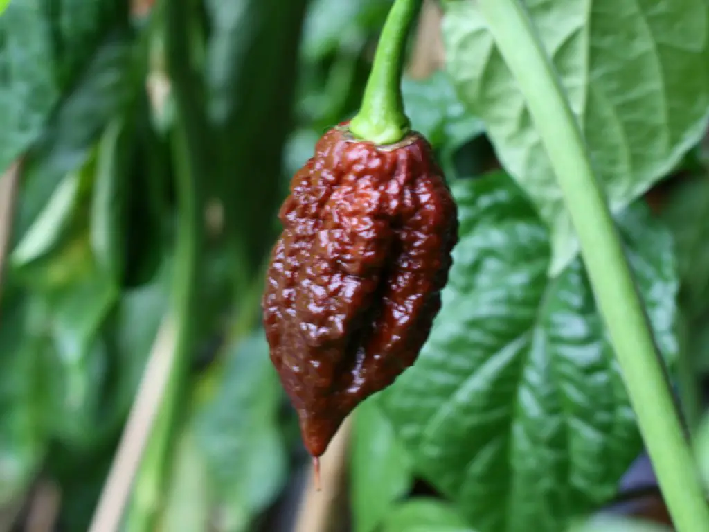 Apocalypse Scorpion Chocoloate - growing chili