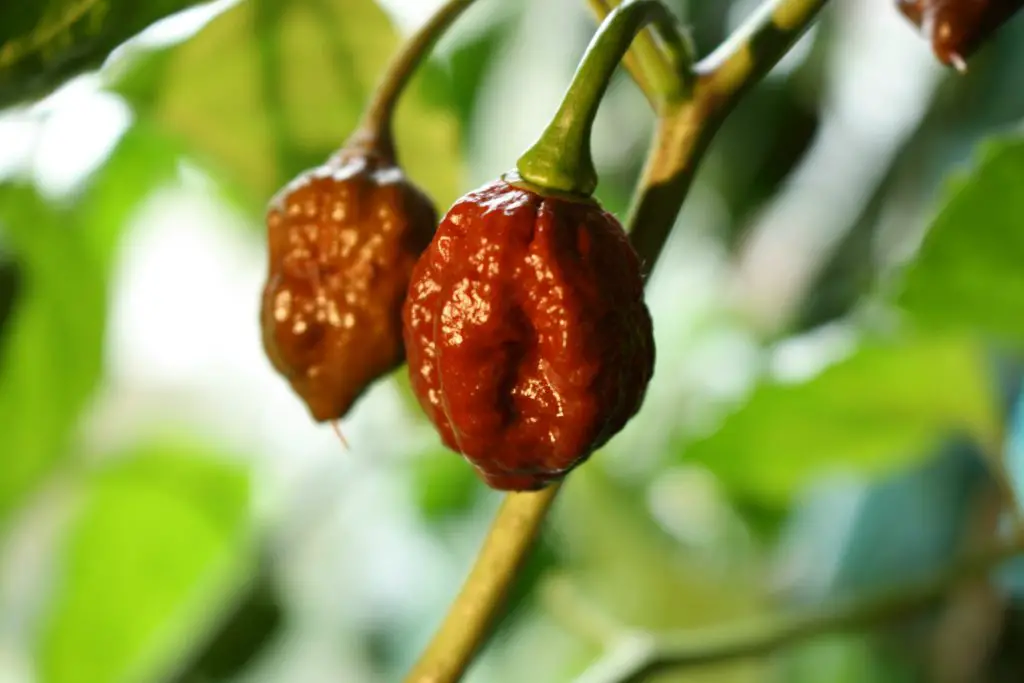 Growing Chili Chinense Capsicum - Apocalypse Scorpion