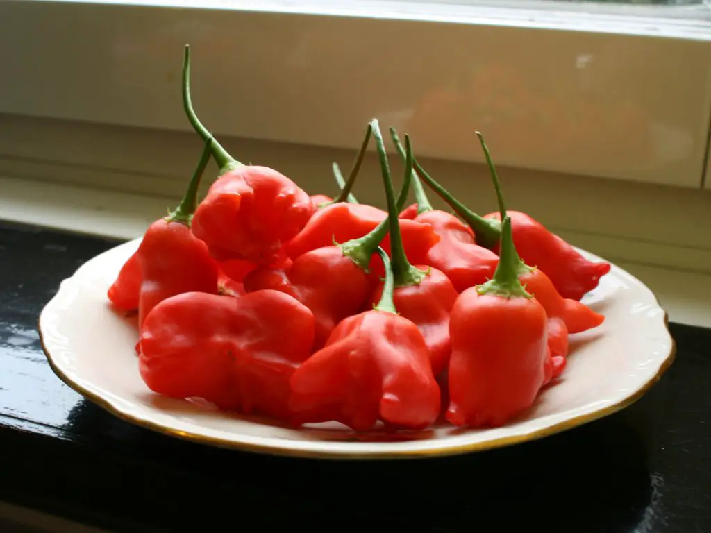 Fruits from a Jamaican Bell plant