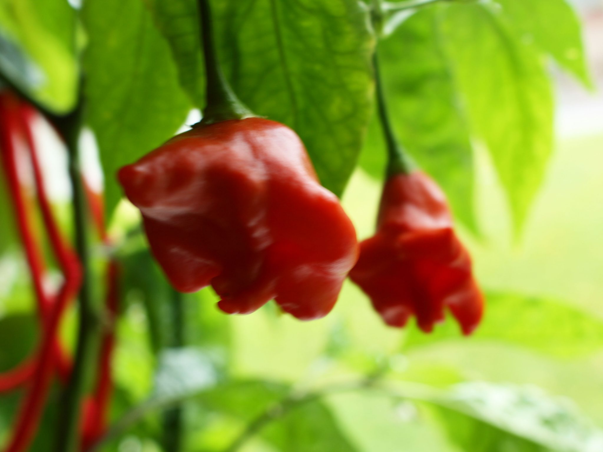 Growing Chili Intensely Red Jamaican Bell Peppers • The Chili Life