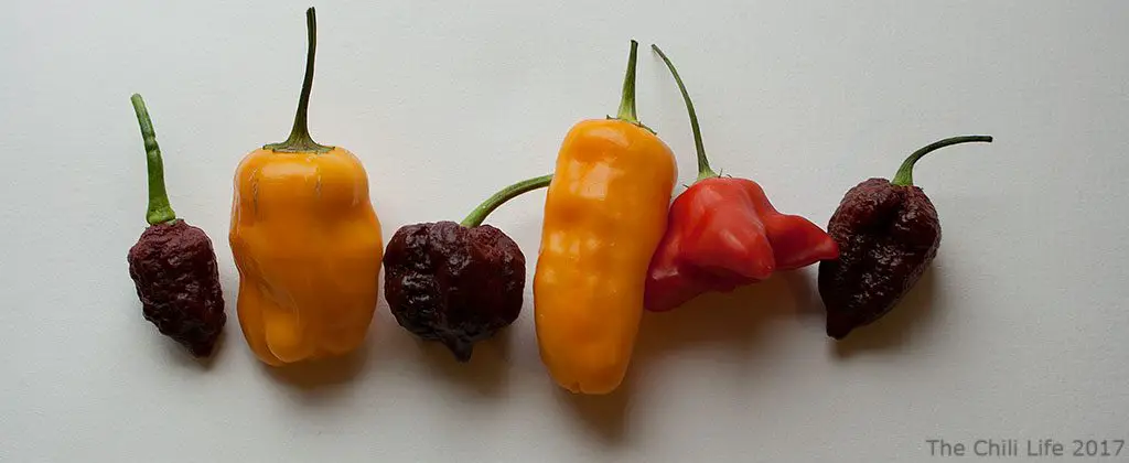 Chili Peppers