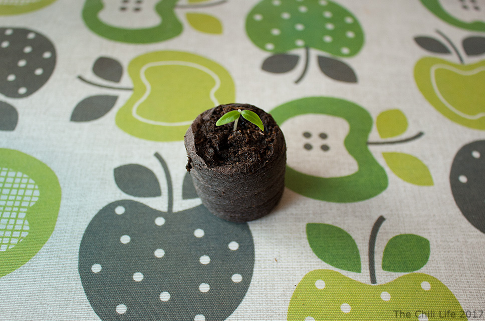 Grow chili from seed using a pellet