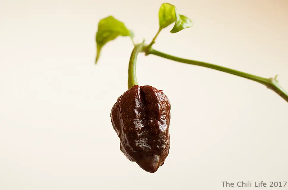 Apocalypse Scorpion Chocolate pd