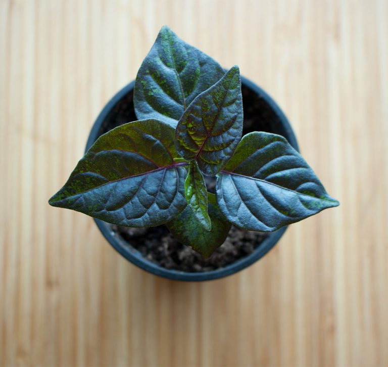 How and When to Water Chili Pepper Plants • The Chili Life