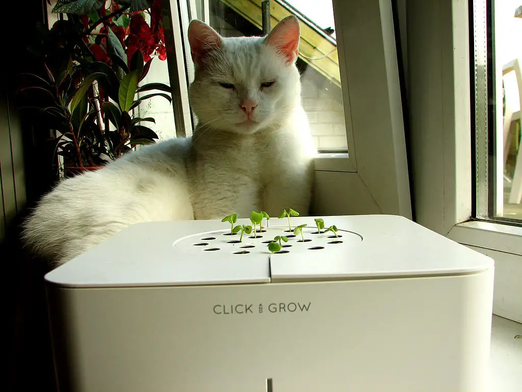 Self-watering Container that can be used for growing peppers