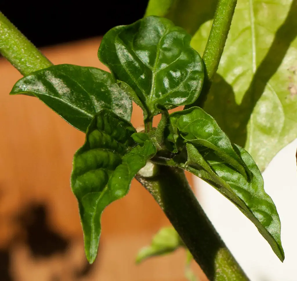 green leaves capsicum watered with tap water