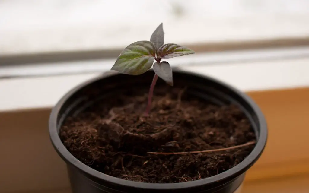 Aji Cito Seedling