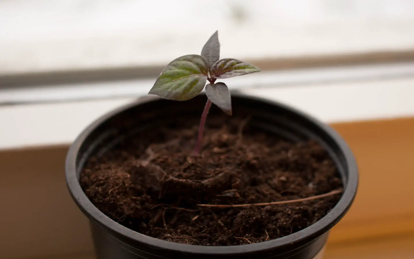 pepper seedling growing in container