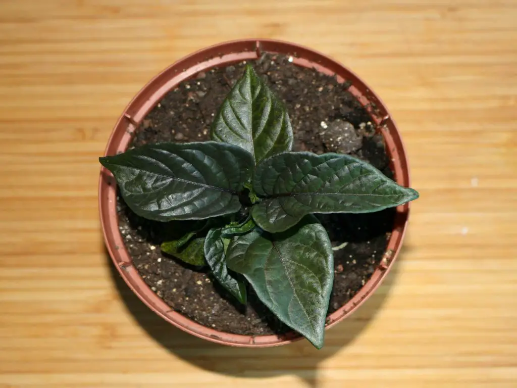 Chili Plant