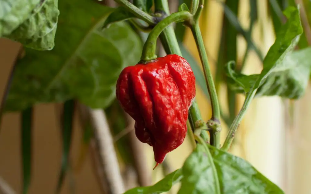 A carolina reaper chili growing