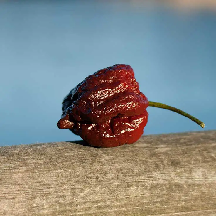 Apocalypse Scorpion Chocolate Chili Pepper Challenge