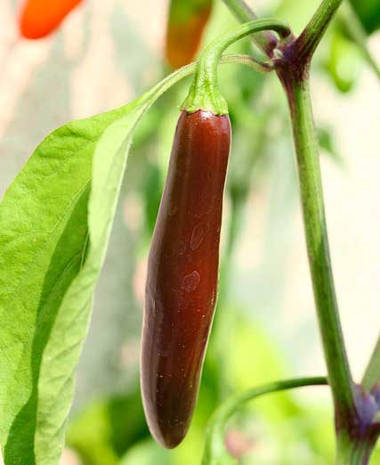 Serrano Chili Pepper