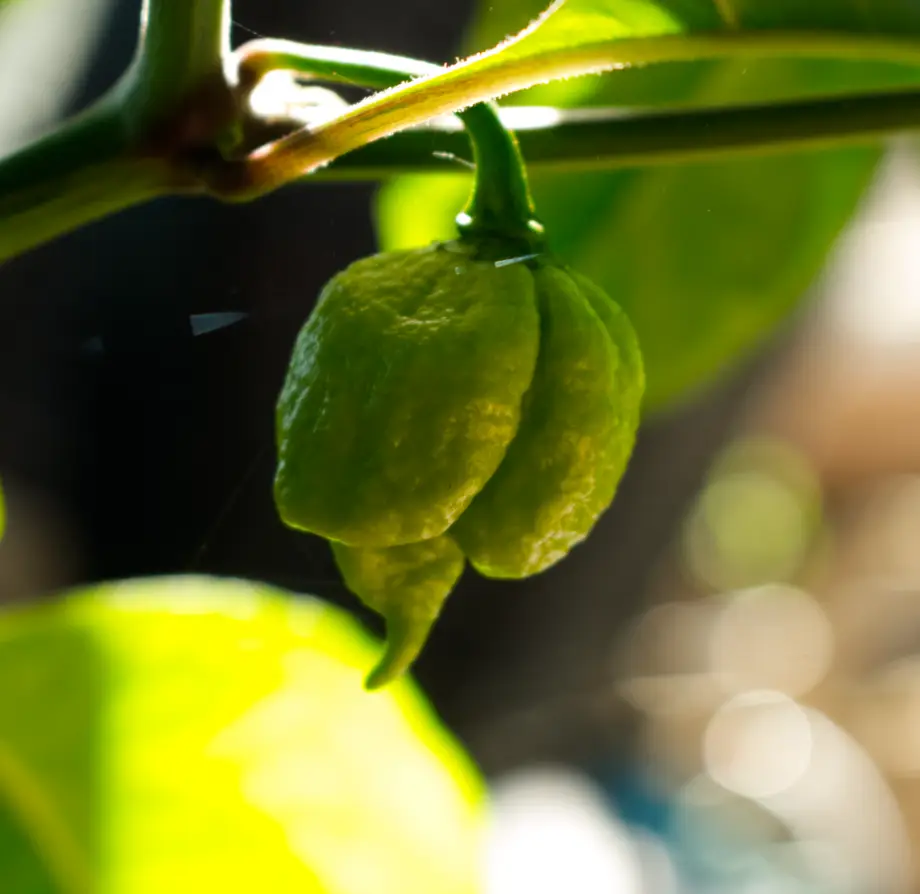 Carolina Reaper growing on plant
