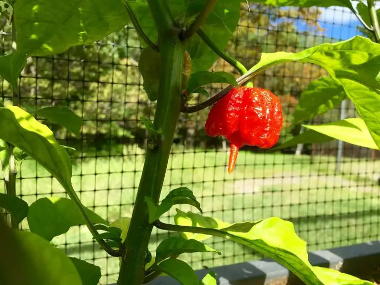 How to Grow Carolina Reaper Chili Peppers • The Chili Life
