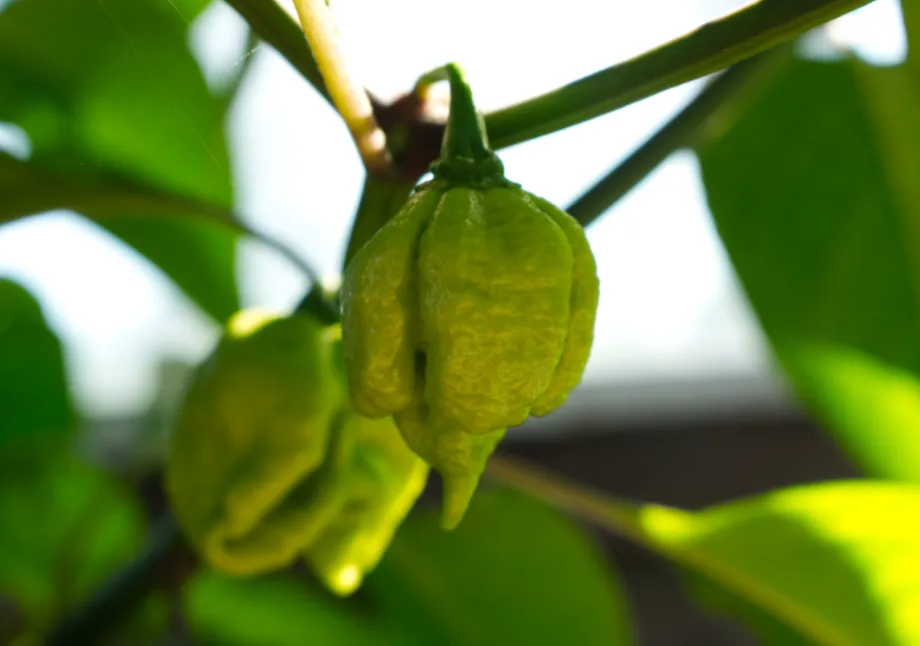 unripe carolina reaper growing bigger.