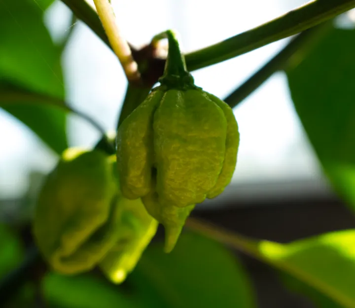 carolina reaper fruit on plant