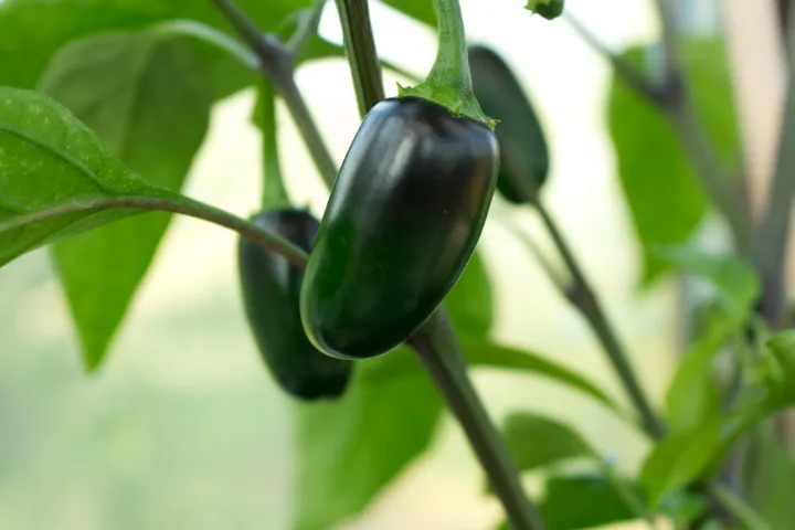 hot jalapeno peppers growing on plant