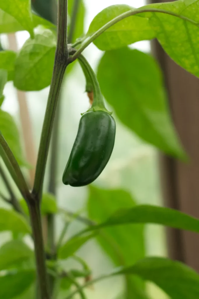 jalapeno